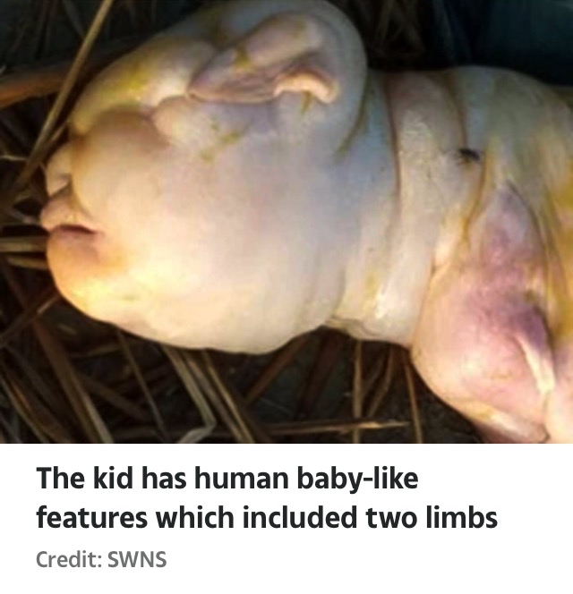 Indian Goat Gives Birth To ‘Humanoid Kid’ With Baby-Like Face (Pics)